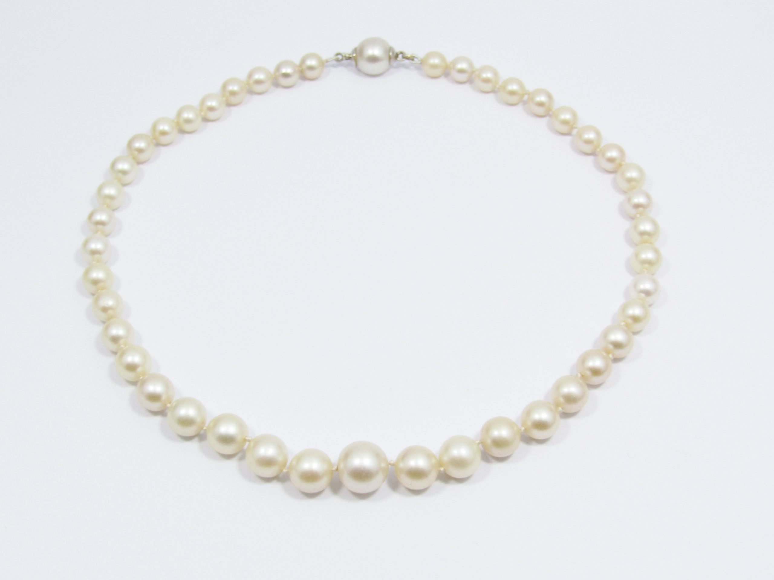 A Beautiful Graduating Fresh Water Pearl Choker Necklace with a Sterling Silver Clasp