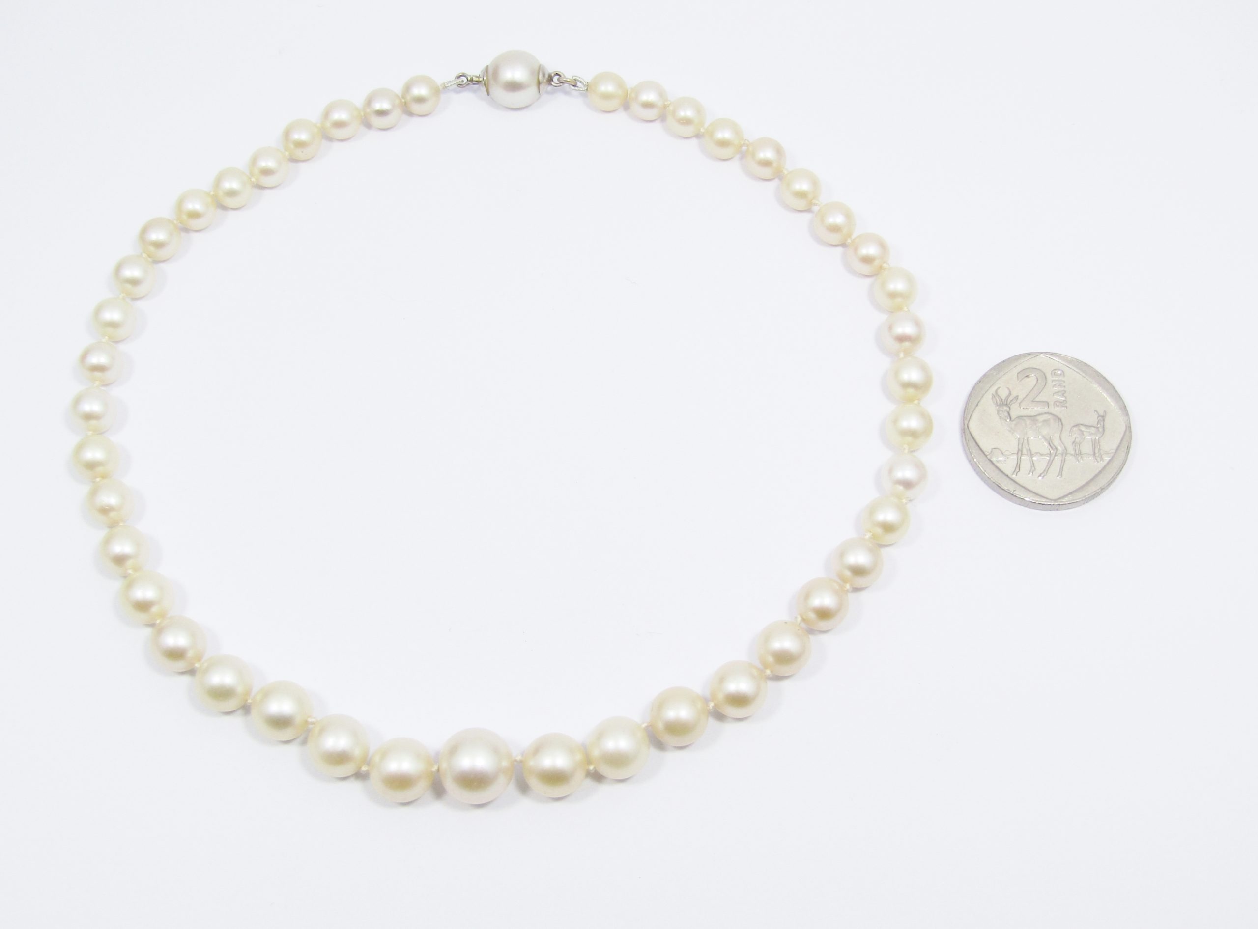 A Beautiful Graduating Fresh Water Pearl Choker Necklace with a Sterling Silver Clasp